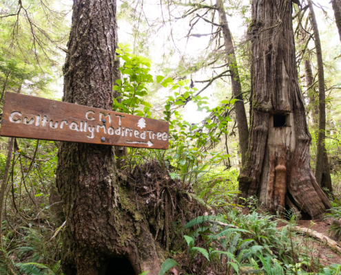 A First Nations Culturally Modified Tree in an old-growth forest on Flores Island.