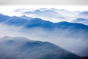 Old-growth forests store vast amounts of carbon in BC.