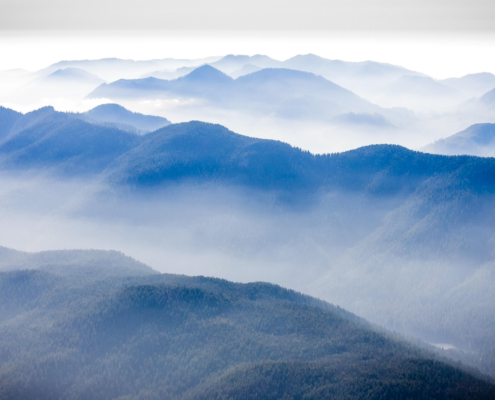 Old-growth forests store vast amounts of carbon in BC.