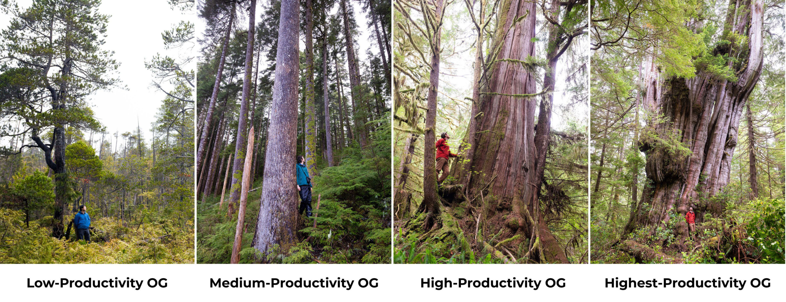 The various forest productivity gradients of old-growth forests in BC