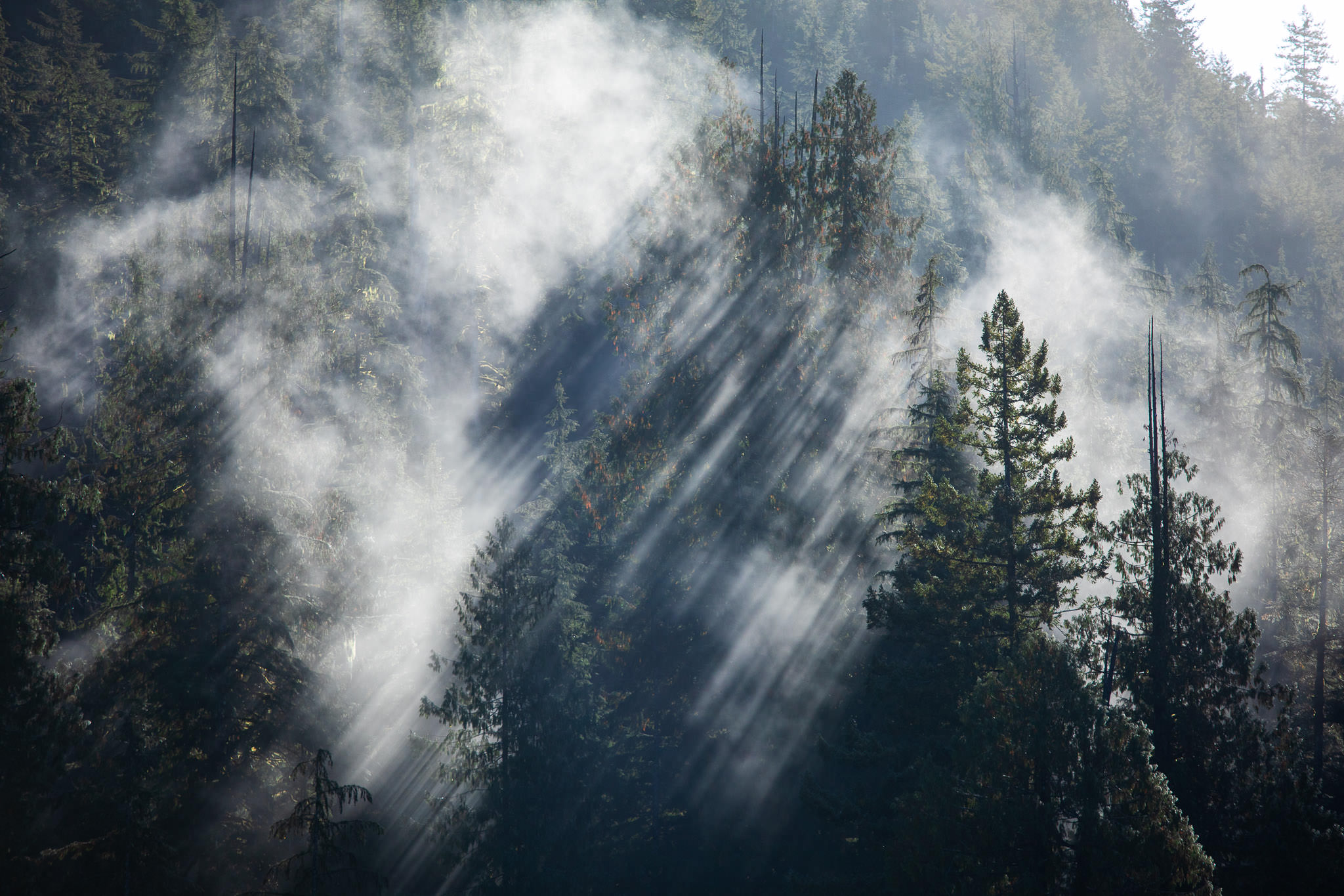 Fog drifts through an old-growth forest. These forests are important for storing vast amounts of carbon.