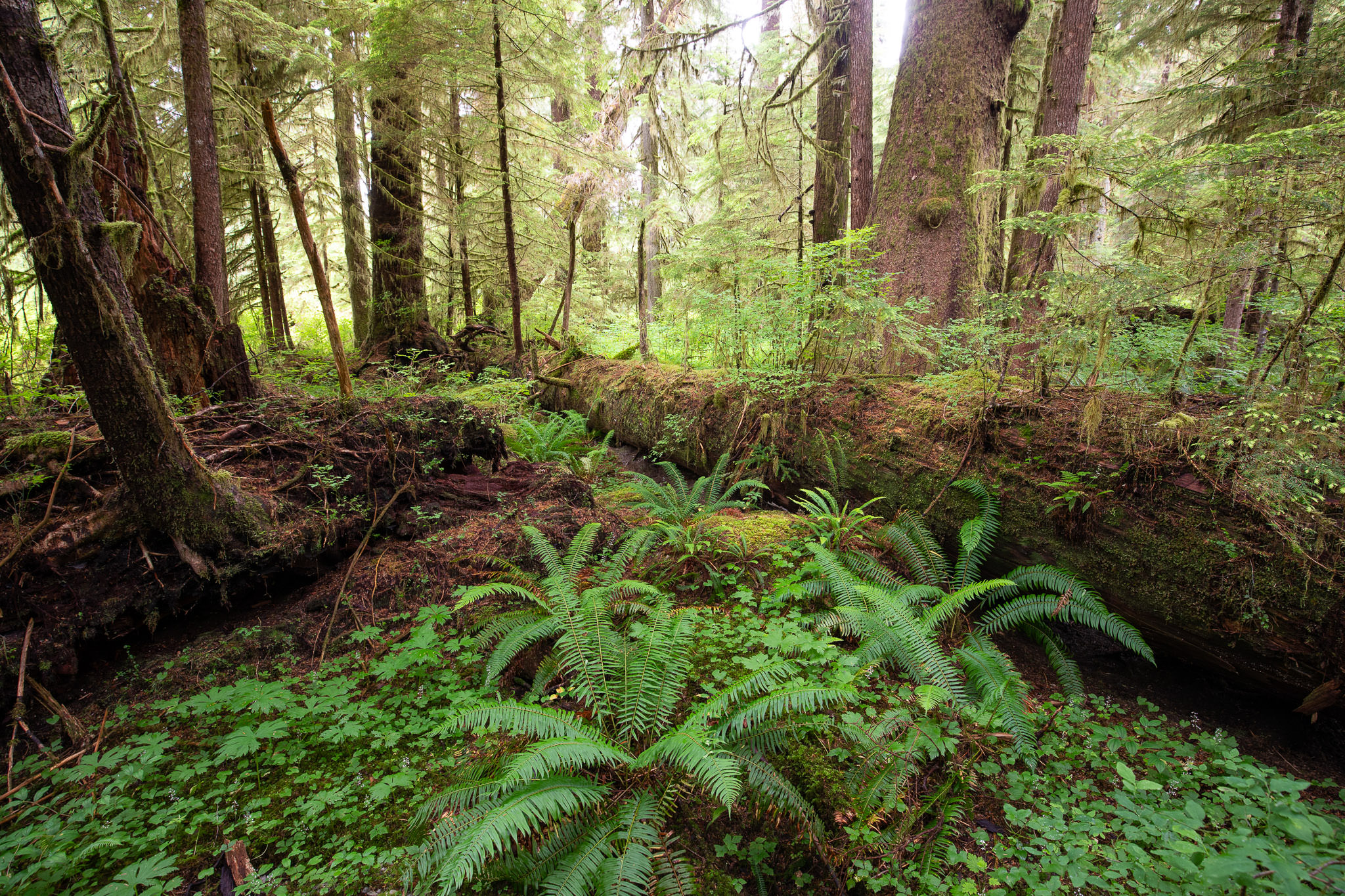Old-growth temperate rainforest on Vancouver Island, BC. Old-growth forests provide unique habitat characteristics, such as nurse logs and large woody debris, not found in younger second-growth forests.