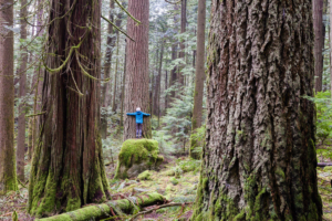 A person hugs a tree in an old-growth forest.