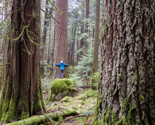 A person hugs a tree in an old-growth forest.