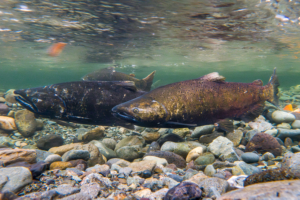 Wild salmon depend on healthy streams and rivers in old-growth forests.