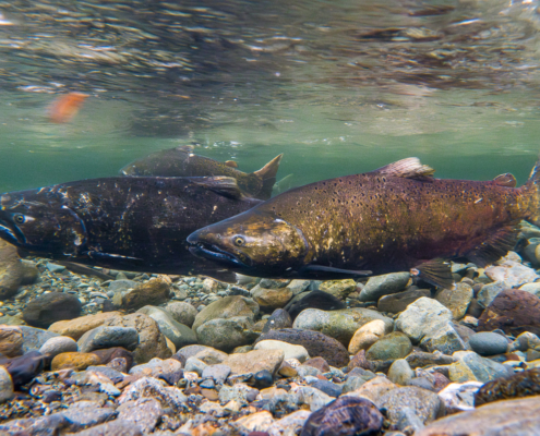Wild salmon depend on healthy streams and rivers in old-growth forests.