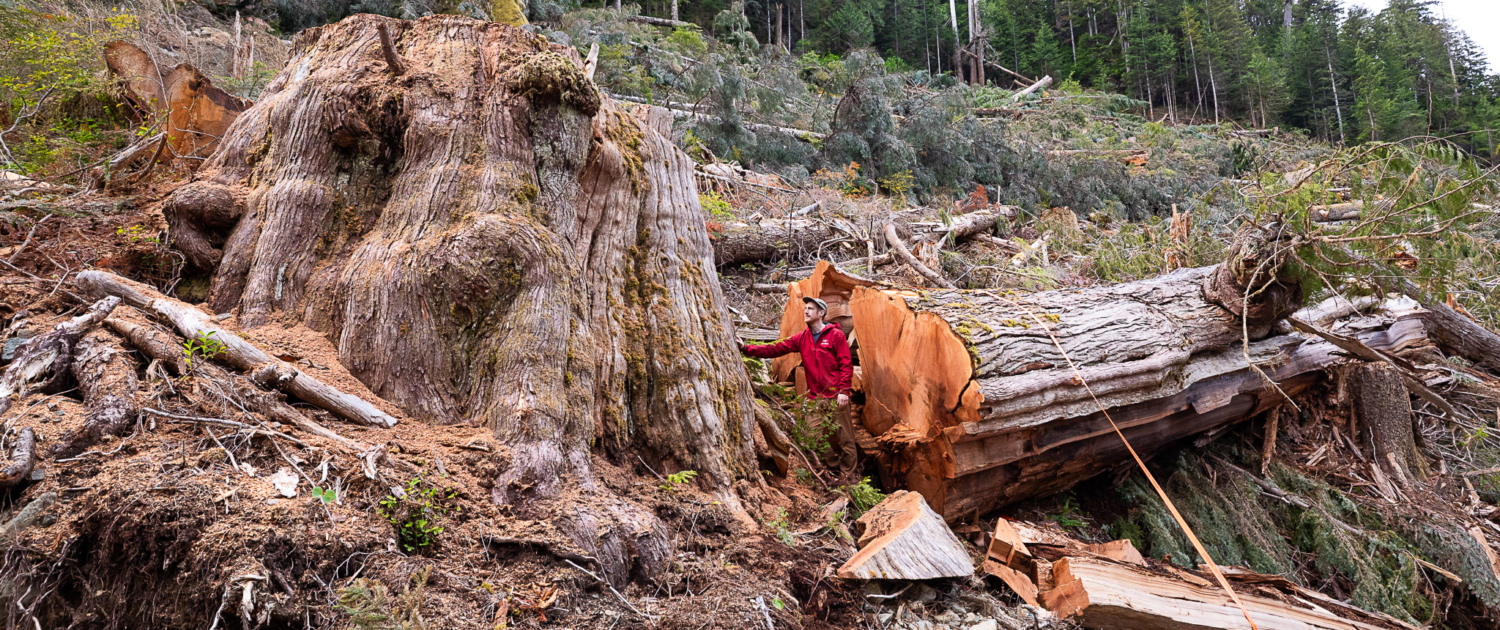 Ancient Forest Alliance photographer and campaign director TJ Watt stands beside the fallen remains of an ancient western redcedar approximately 9 feet (3 metres) wide, cut down by BC Timber Sales in the Nahmint Valley near Port Alberni in Hupačasath, Tseshaht, and Yuułuʔiłʔatḥ First Nation territory. (2024)
