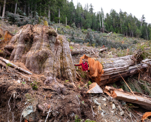 Ancient Forest Alliance photographer and campaign director TJ Watt stands beside the fallen remains of an ancient western redcedar approximately 9 feet (3 metres) wide, cut down by BC Timber Sales in the Nahmint Valley near Port Alberni in Hupačasath, Tseshaht, and Yuułuʔiłʔatḥ First Nation territory. (2024)