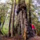 A hiker stretches his arms out beside a giant old-growth Sitka spruce trees at Yakoun Lake on Haida Gwaii.